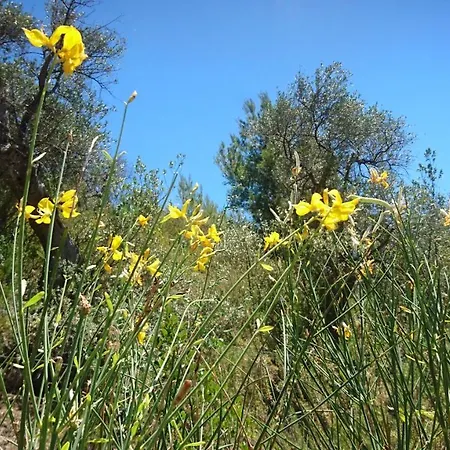 アパートホテル Mattinatella